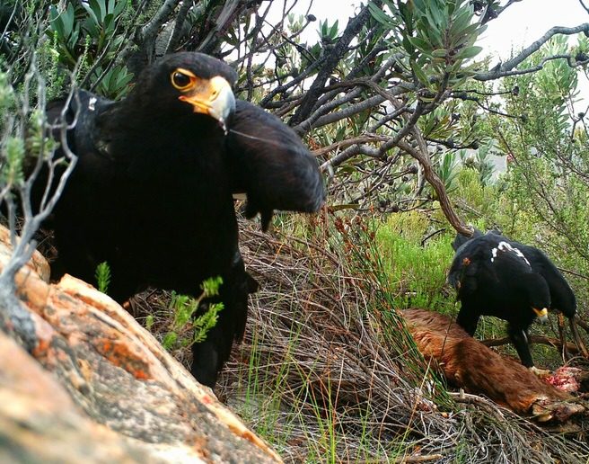 Aquila-Safari-Black-Eagle-Sightings