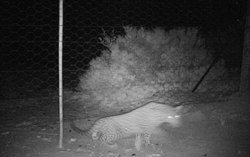 Updated-Cape-Mountain-Leopard-Sighting-02-07-2018-01_thumbnail