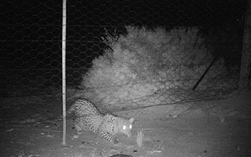 Updated-Cape-Mountain-Leopard-Sighting-02-07-2018-031_thumbnail