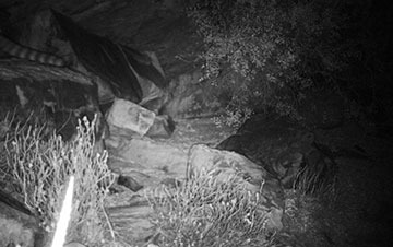 Updated-Cape-Mountain-Leopard-Sighting-12-10-2018-02_thumbnail