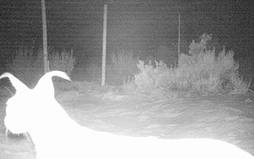 Updated-Cape-Mountain-Leopard-Sighting-13-01-2019-01_thumbnail
