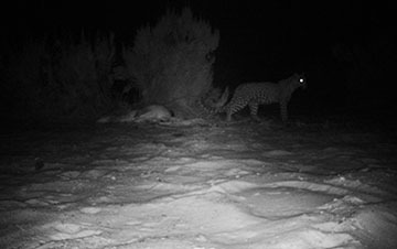 Updated-Cape-Mountain-Leopard-Sighting-23-12-2018-02_thumbnail