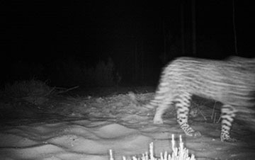 Updated-Cape-Mountain-Leopard-Sighting-24-07-2018-01_thumbnail