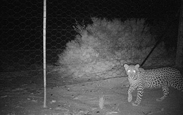 Updated-Cape-Mountain-Leopard-Sighting-25-10-2018-02_thumbnail