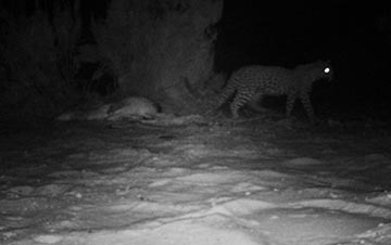 updated-cape-mountain-leopard-sighting-02-04-2018_thumbnail_thumbnail