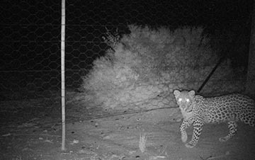 updated-cape-mountain-leopard-sighting-10-04-2018_thumbnail02_thumbnail