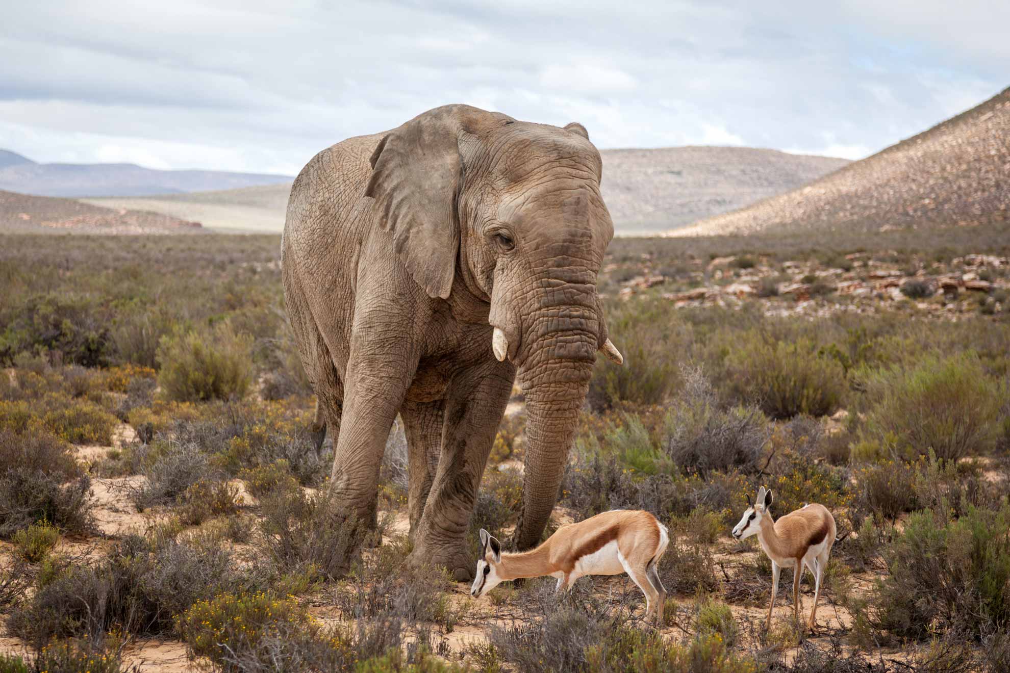 Aquila Elephants and Springbok