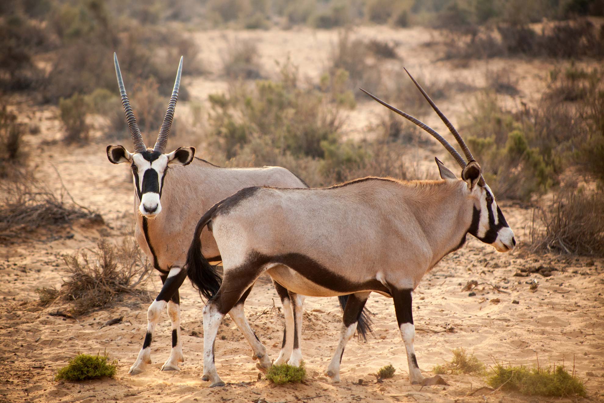 overnight safari: image of two oryx antelope surrounded by the semi-desert Karoo landscape