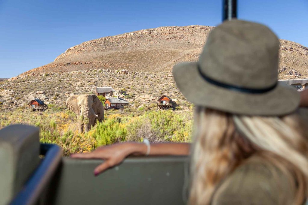 woman sitting in open safari vehicle looking at an elephant as part of our faqs (frequently asked questions) page
