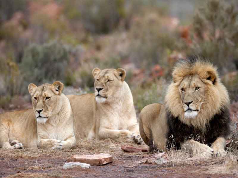 Pride of Lions. Children's entertainment includes a family-friendly, Big 5 safari.