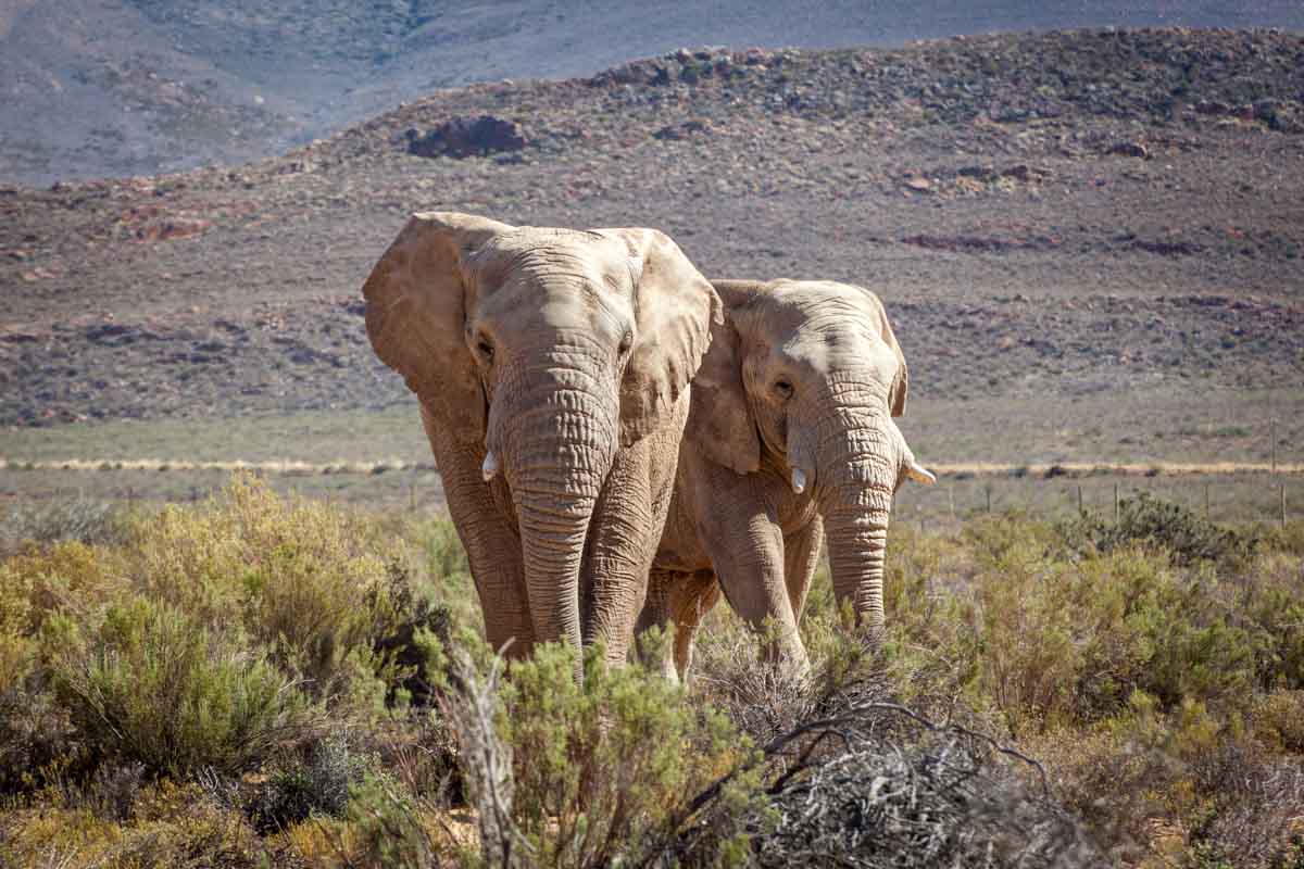 Two elephants walking through the Karoo landscape as part of Aquila's about us page.