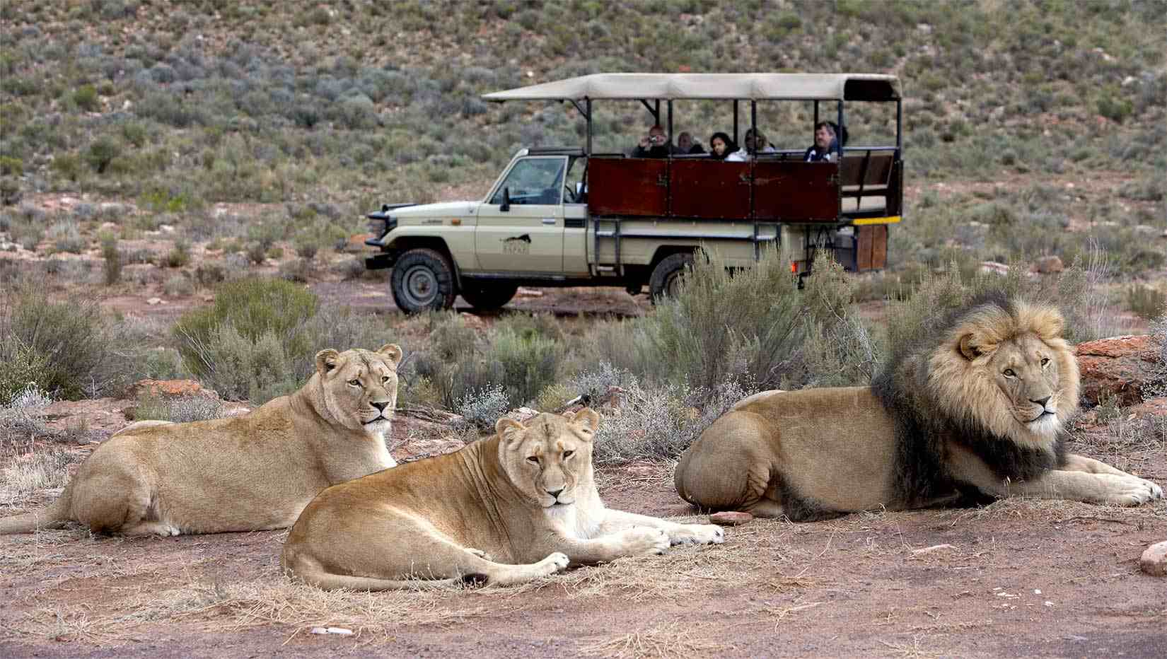three lions lying on the ground during an Aquila game drive. Image included as part of Aquila's "About Us" information page.