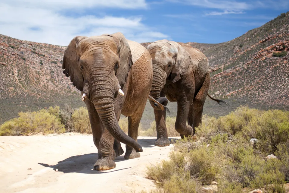 aquila-game-reserve-safari-elephant-046