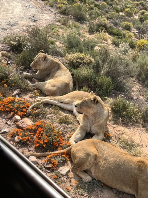 lions sitting next to the road, viewed from an open safari vehicle during Aquila's Cape Town Day Trip Safari experience