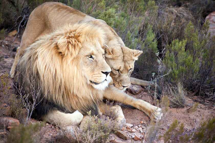a lion and lioness lying down together at Aquila Private Game Reserve and Spa: Learn more with our Aquila's faq